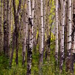 14 Birch Forest K3 571