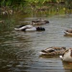 0920 Enten Paulina Lake K3  0215