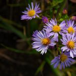 0924 Bluemchen K3  0373