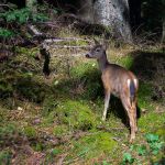 1002 Reh Orcas Island Washington K3  1058